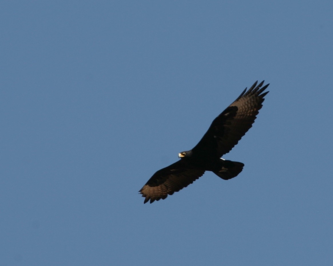 Águila Cafre - ML250472031