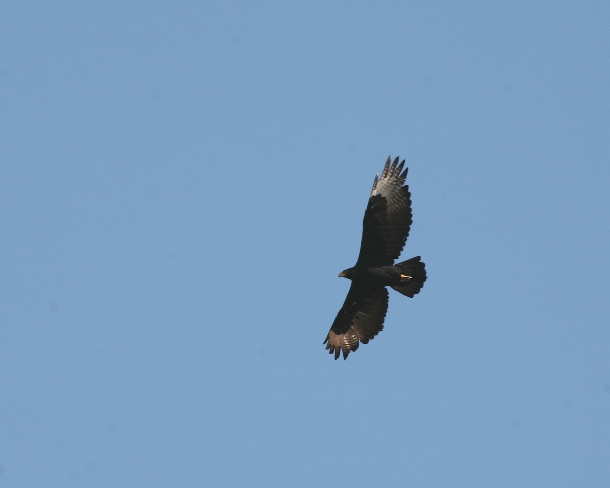 Verreaux's Eagle - ML250472061