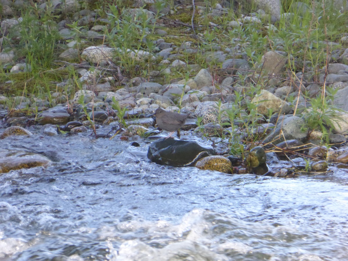 American Dipper - Michelle Sopoliga