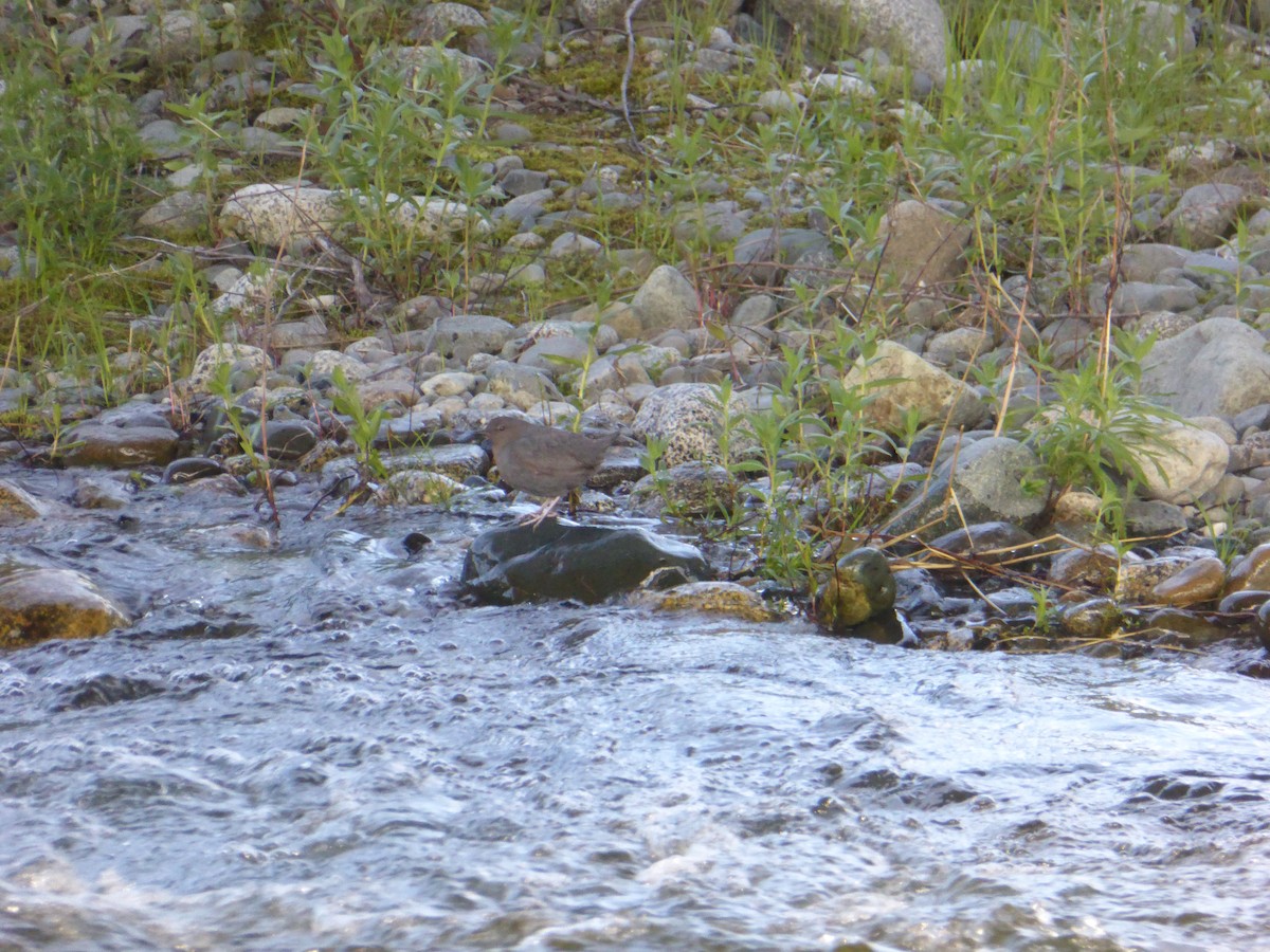 American Dipper - ML250472671