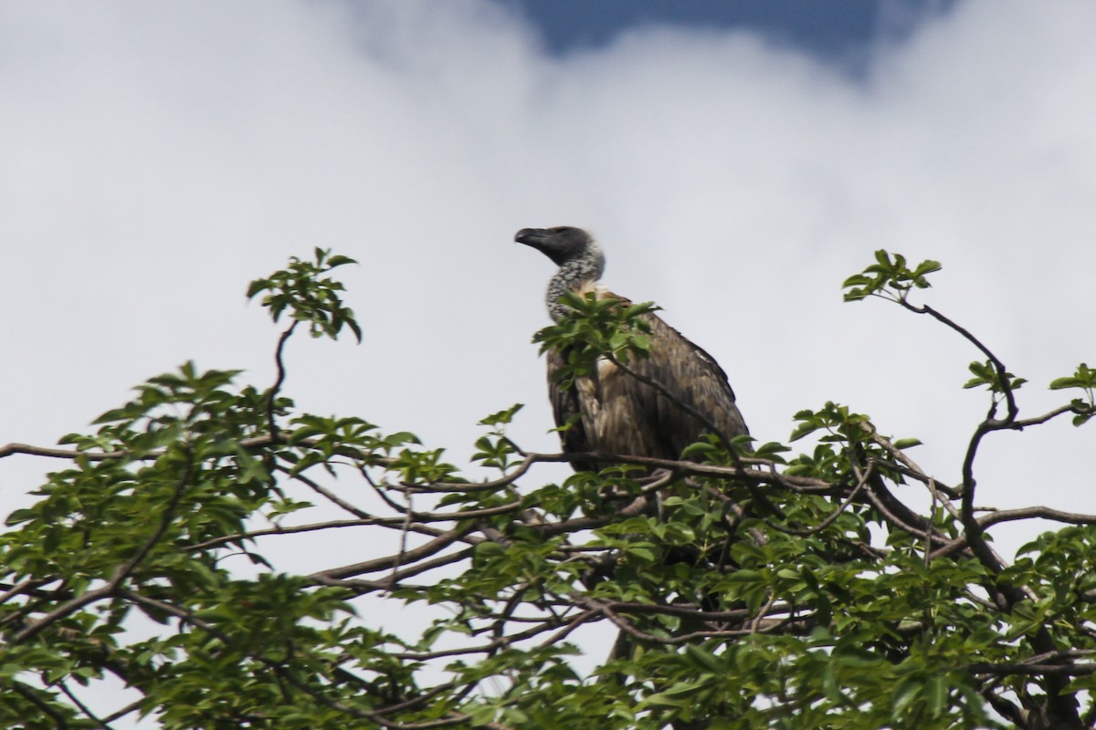 White-backed Vulture - ML250473861