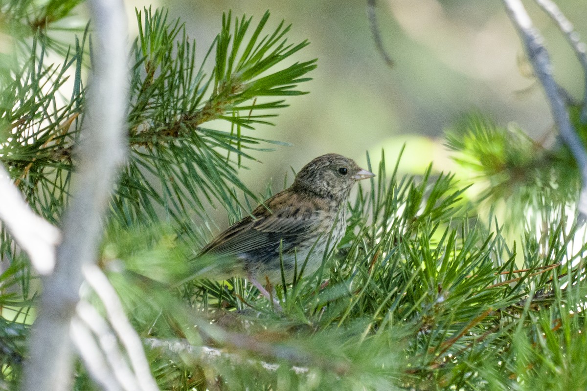 Junco Ojioscuro - ML250474291