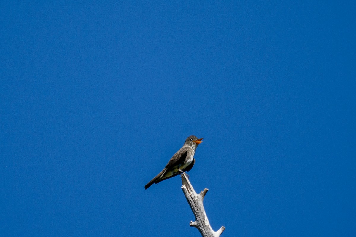 Olive-sided Flycatcher - ML250476631