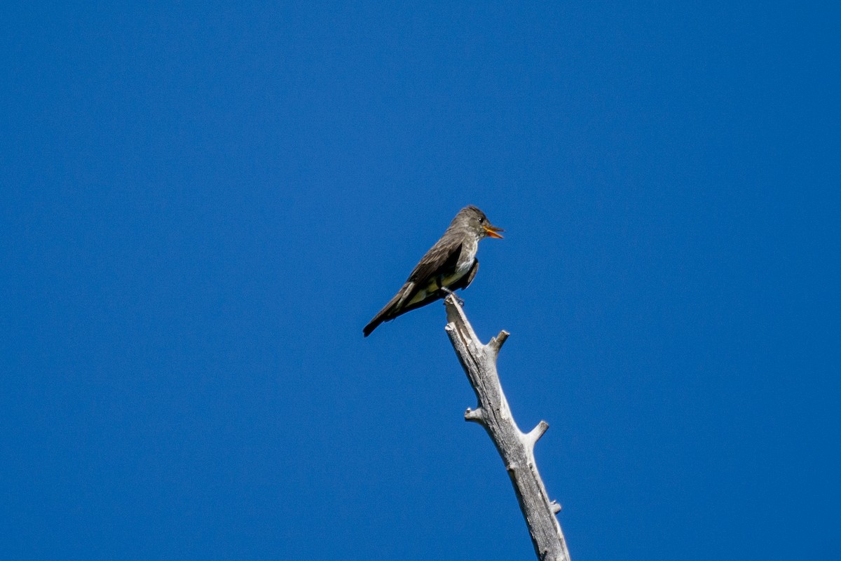 Olive-sided Flycatcher - ML250476641