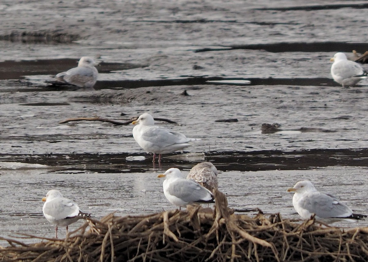 Iceland Gull (kumlieni/glaucoides) - ML25047701