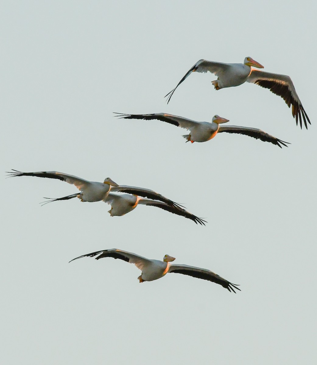 American White Pelican - ML250479011