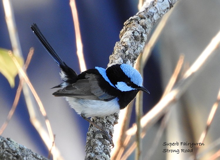 Superb Fairywren - ML250479941