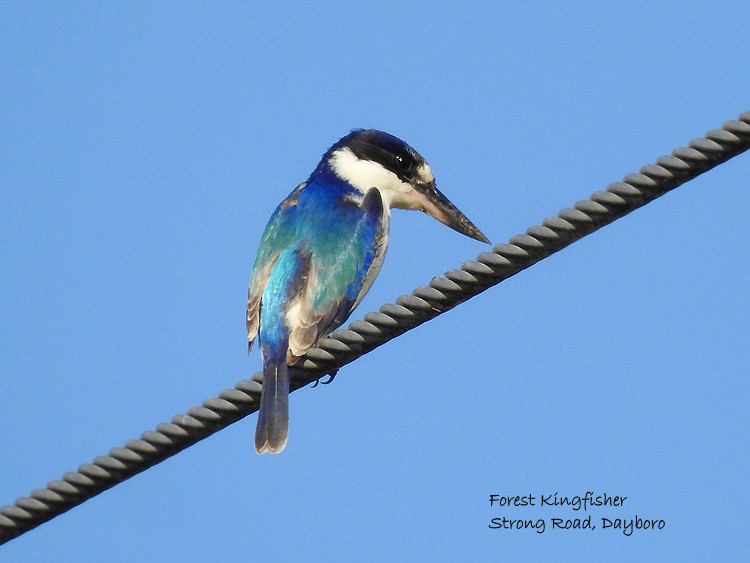 Forest Kingfisher - ML250479961