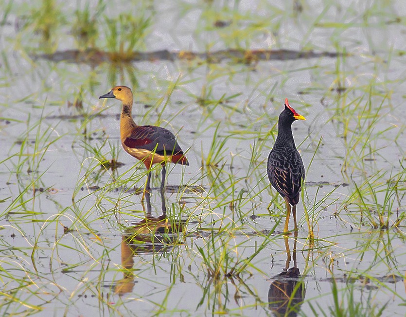 Watercock - Suresh Sharma