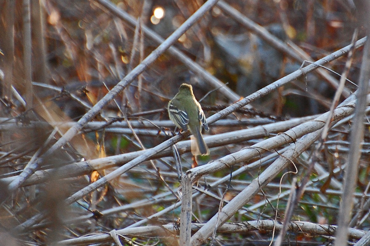 Western Flycatcher (Pacific-slope) - Christian Newton