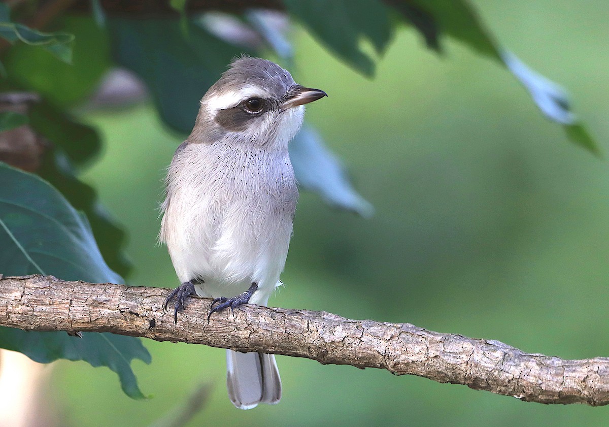 Common Woodshrike - Novelkumar M S