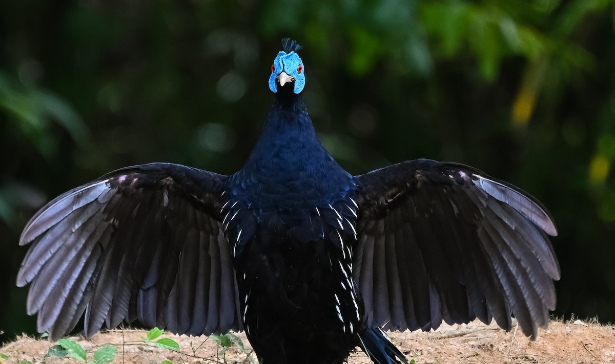 Malayan Crested Fireback - ML250482991