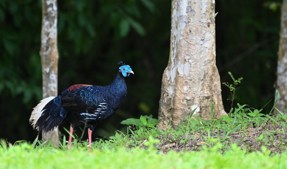 Malayan Crested Fireback - ML250483001