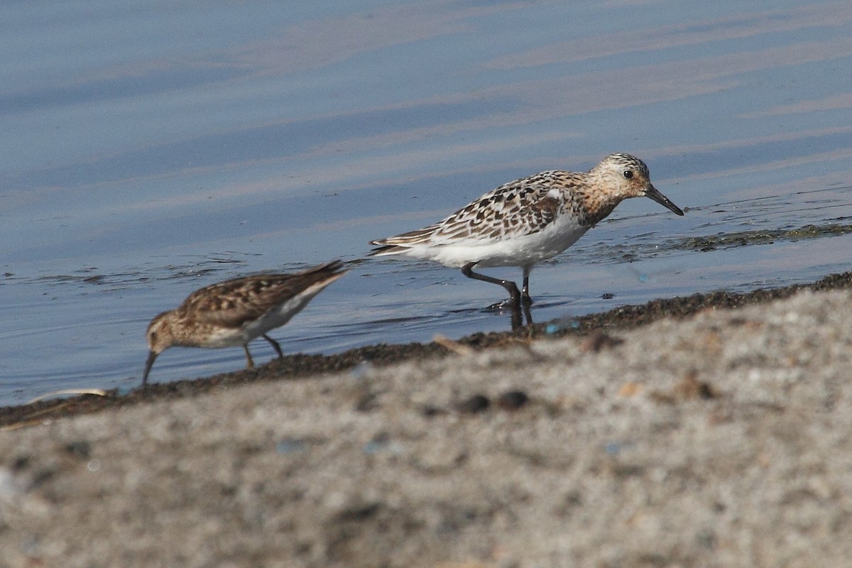 Sanderling - ML250484561