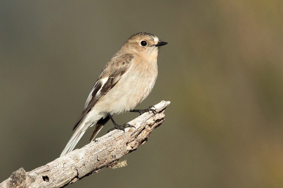 Flame Robin - ML250486111