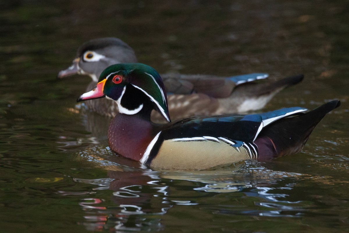 Wood Duck - ML250486361