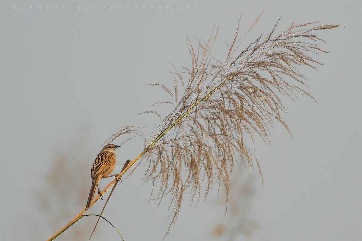 Striated Grassbird - Abu Bakar Siddik