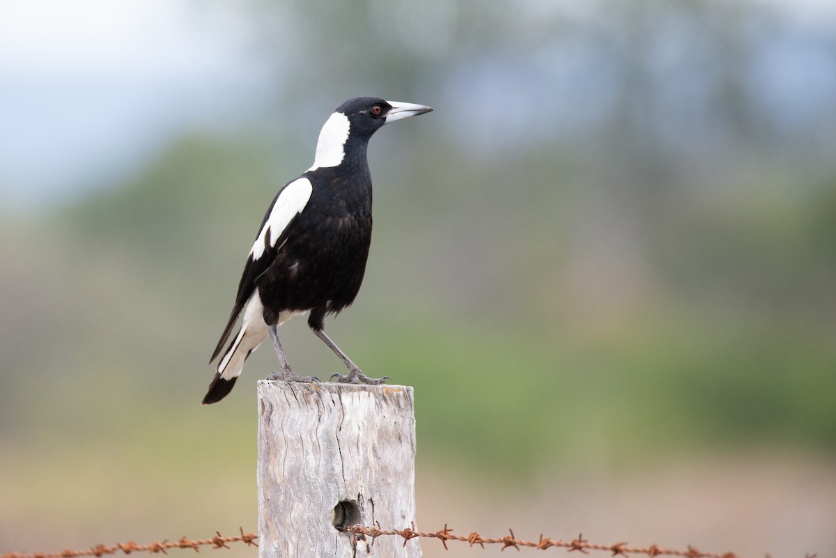 Australian Magpie (Black-backed) - Jan Lile