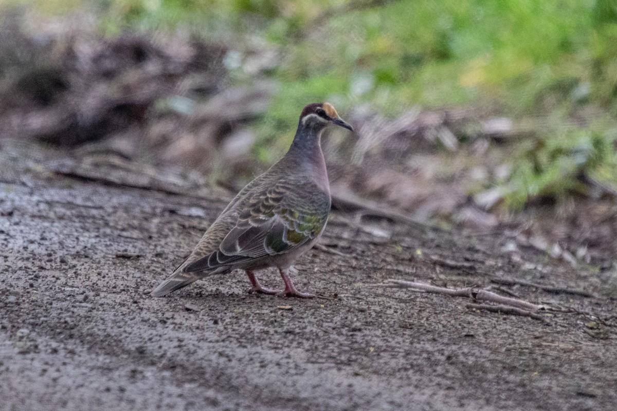 Common Bronzewing - ML250488961