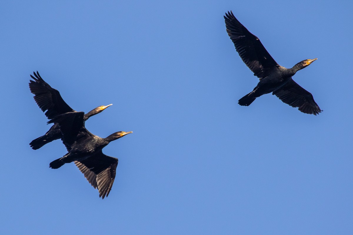 Cormorán Grande (australiano-asiático) - ML250489231