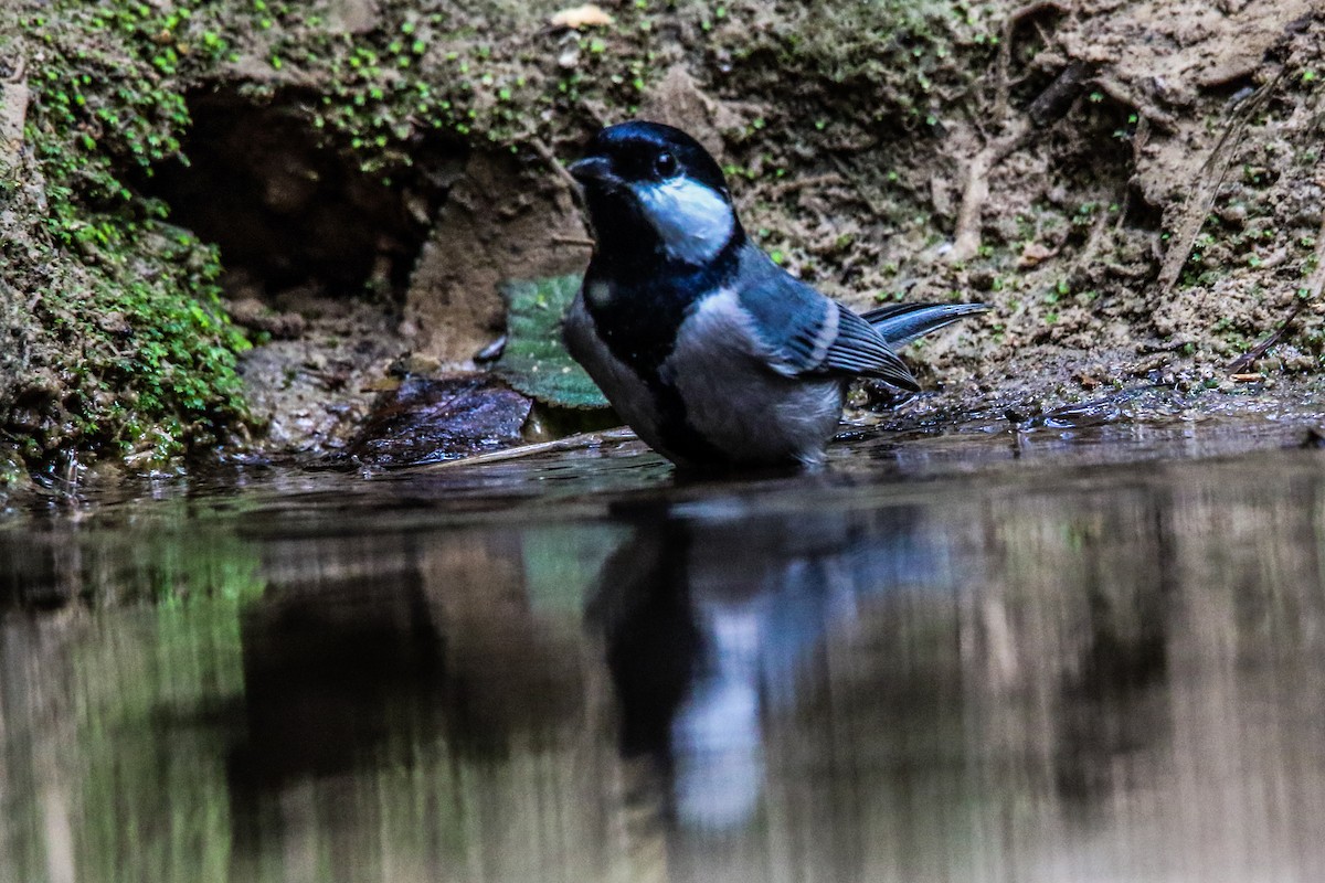 Cinereous Tit - Salman Baloch