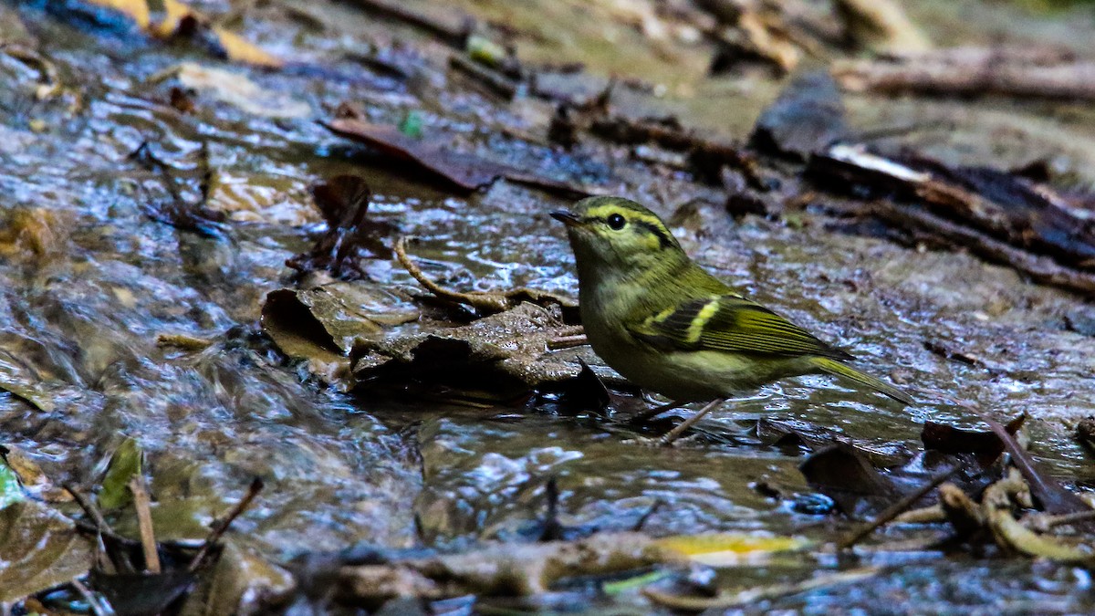 Lemon-rumped Warbler - Salman Baloch