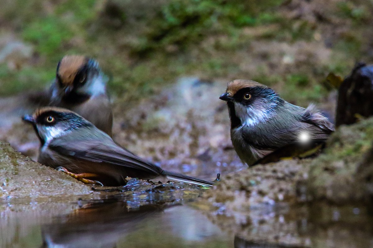 White-cheeked Tit - Salman Baloch