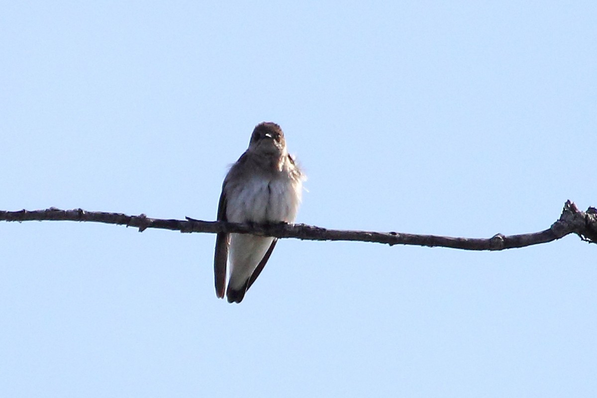 Northern Rough-winged Swallow - ML25049061