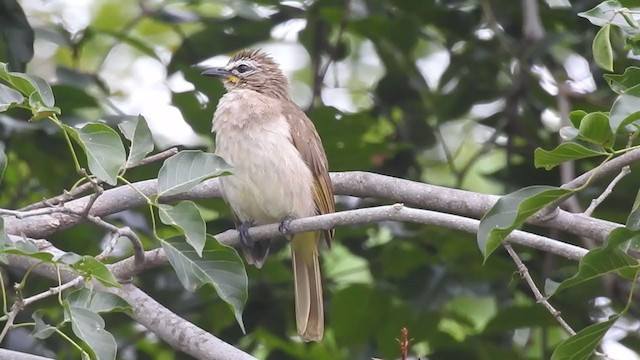 Bulbul Cejiblanco - ML250492881