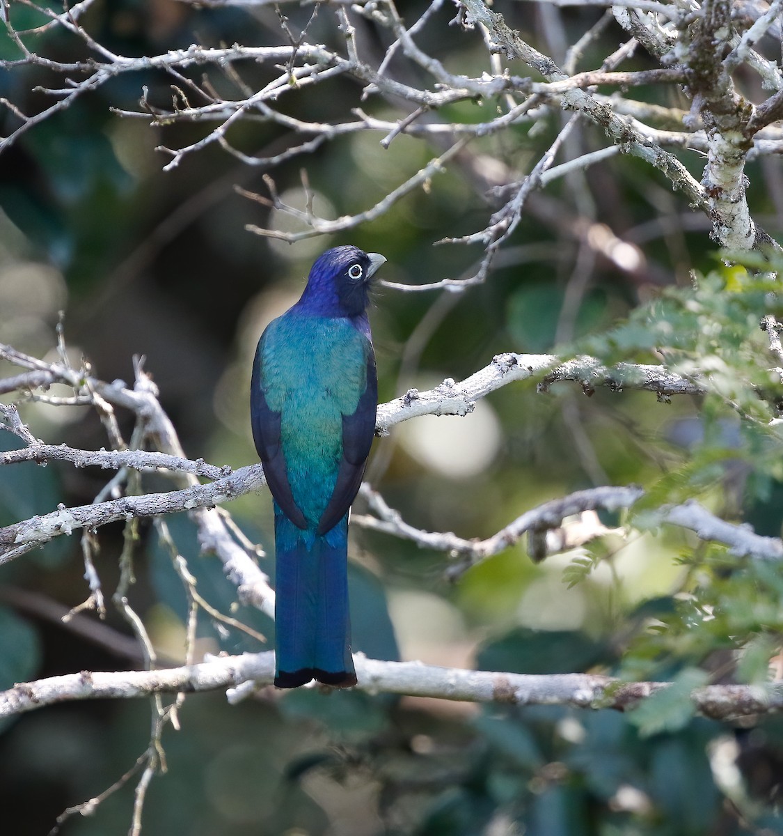 trogon zelenohřbetý - ML250493191