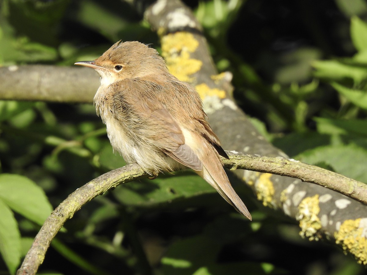 Common Reed Warbler - David Ratcliffe