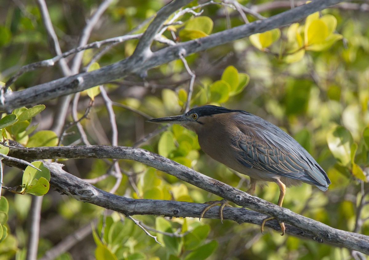 Striated Heron - ML250495071