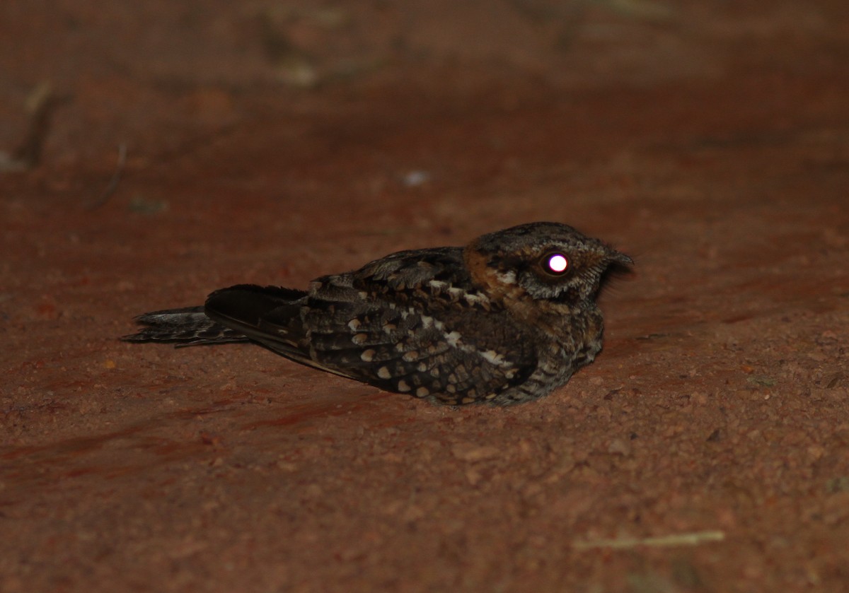 Scissor-tailed Nightjar - ML250499321