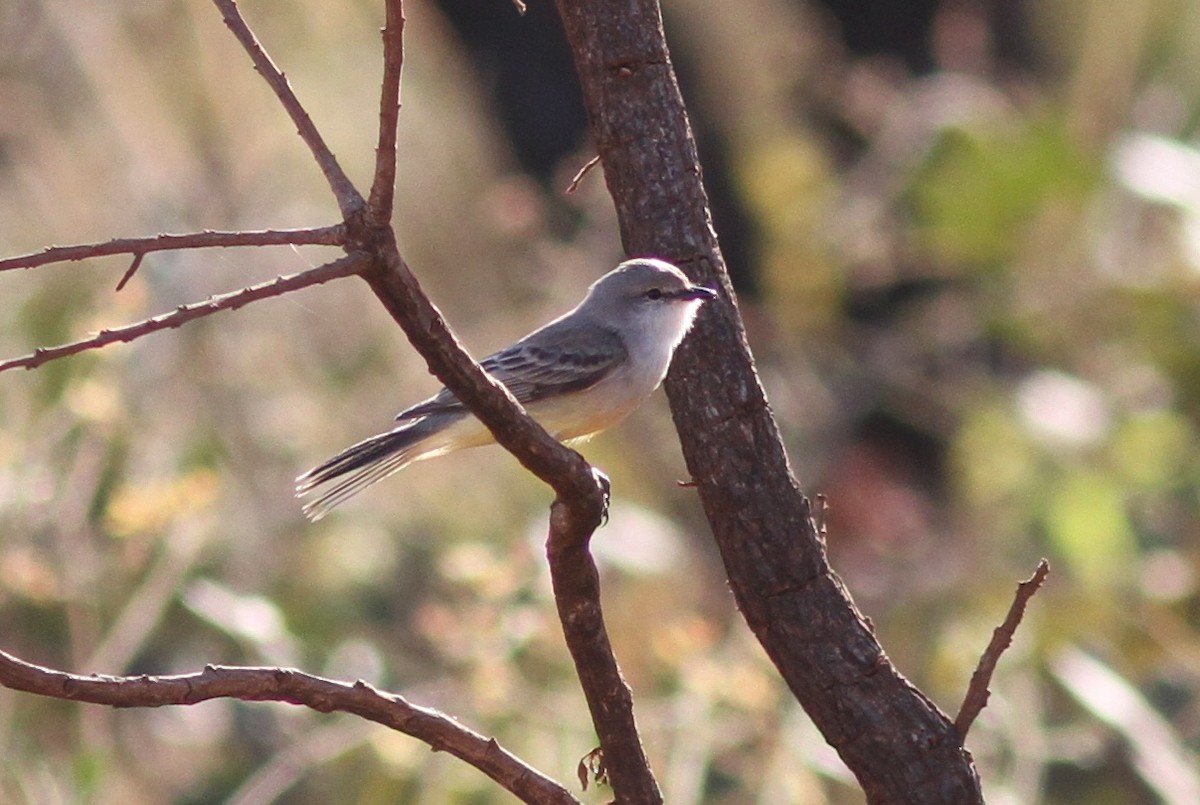 Chapada Flycatcher - ML250499571