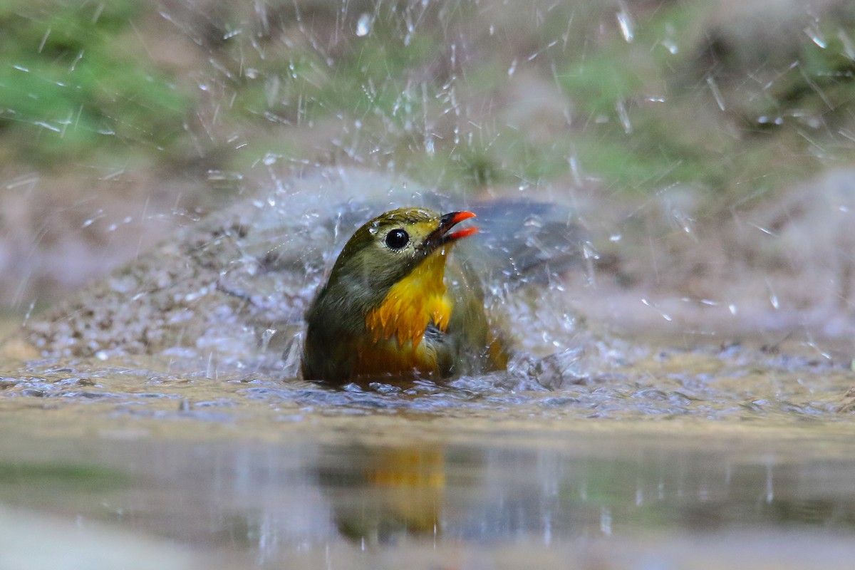 Red-billed Leiothrix - ML250501831