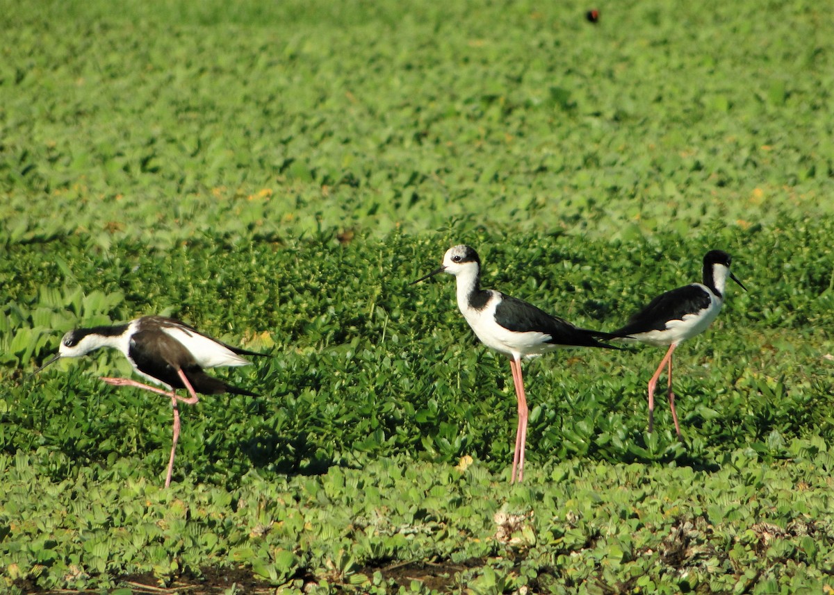 Black-necked Stilt - ML250502651