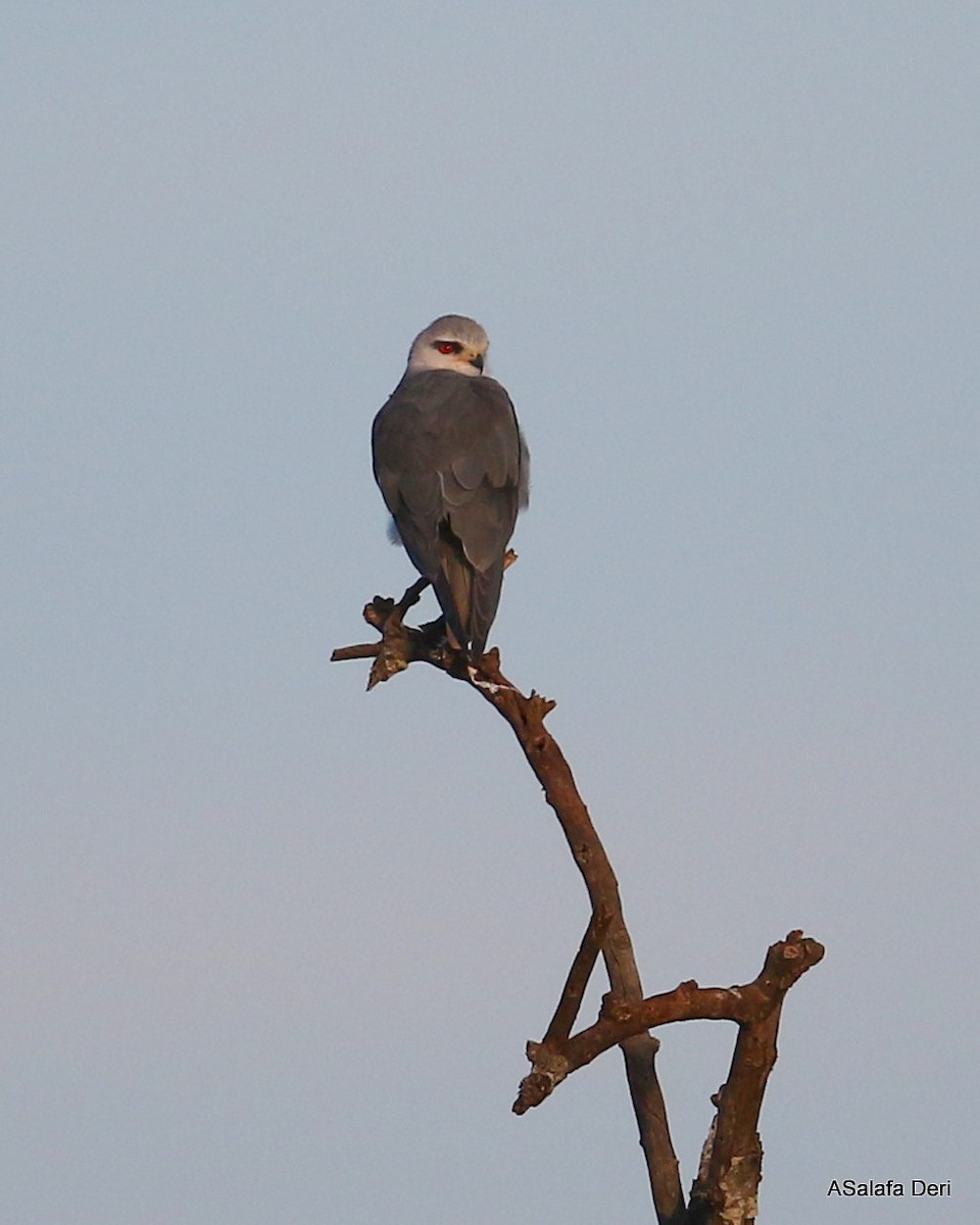 Black-winged Kite (African) - ML250503241