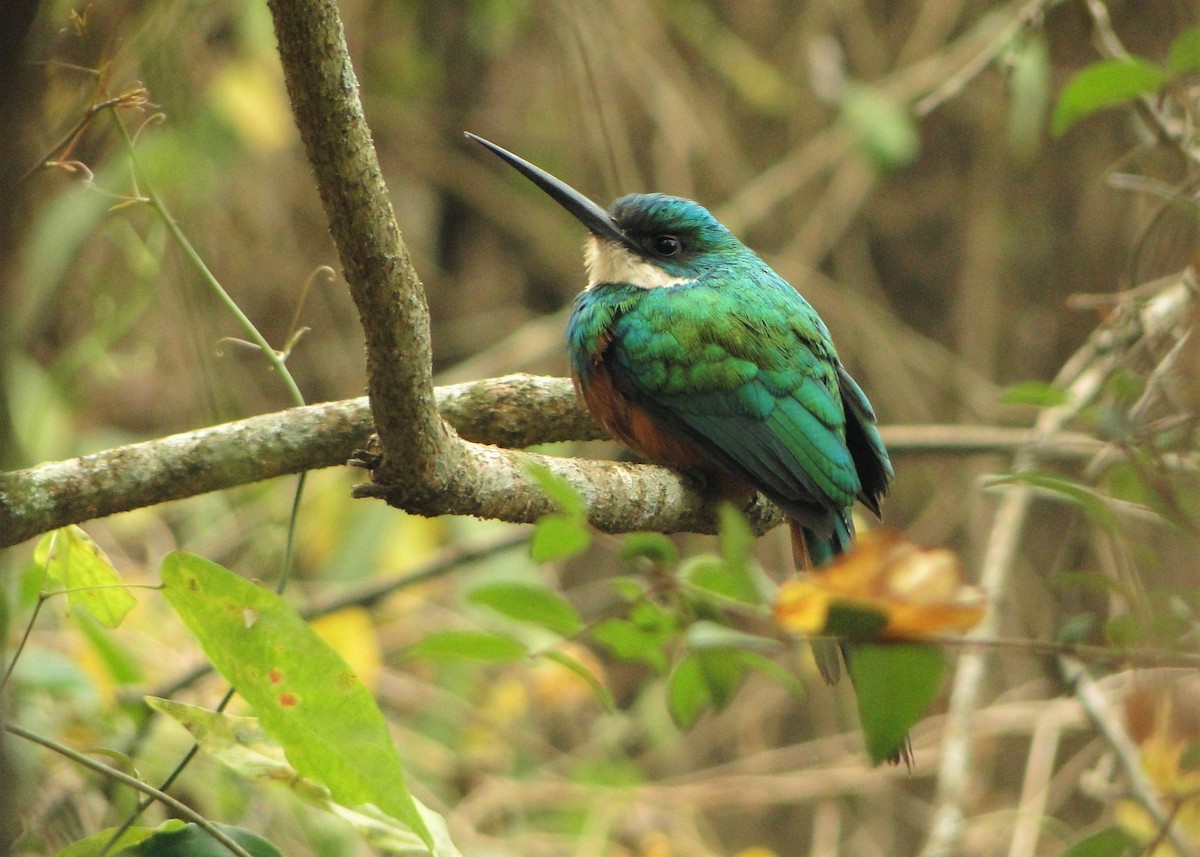 Rufous-tailed Jacamar - ML250503911