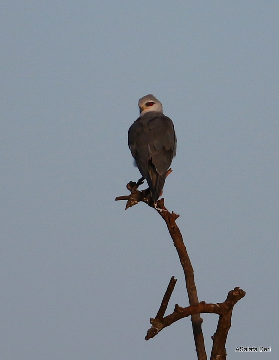 Black-winged Kite (African) - ML250505001