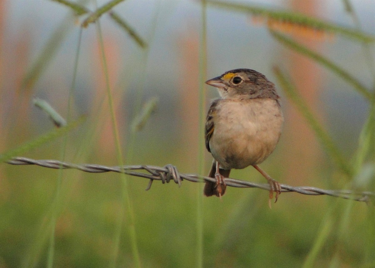 Grassland Sparrow - Carlos Otávio Gussoni