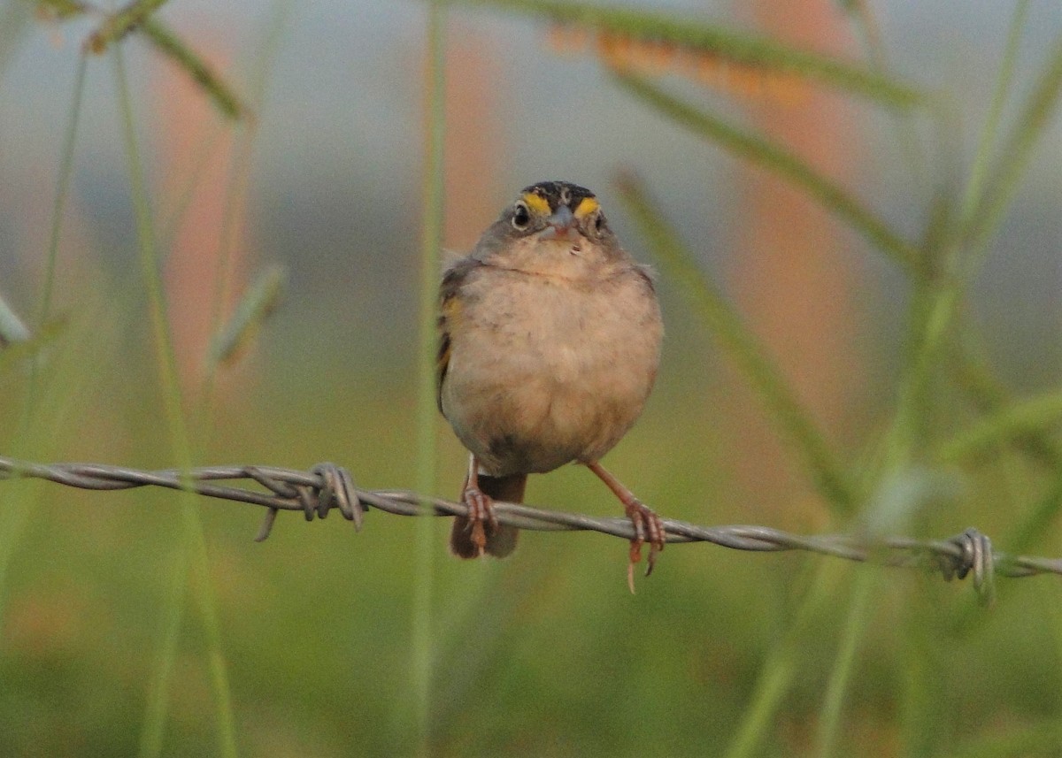 Grassland Sparrow - Carlos Otávio Gussoni