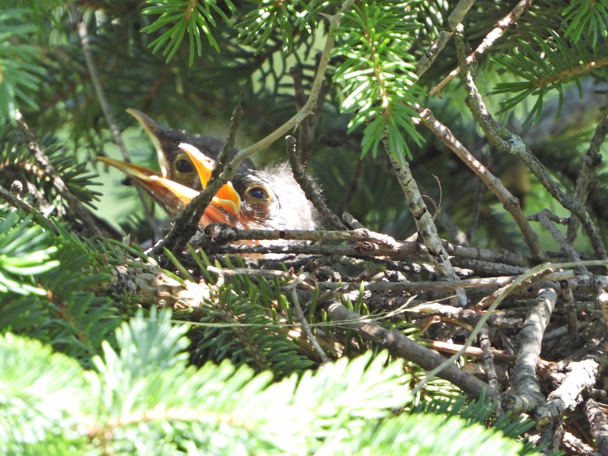 Northern Mockingbird - Joe Rothstein