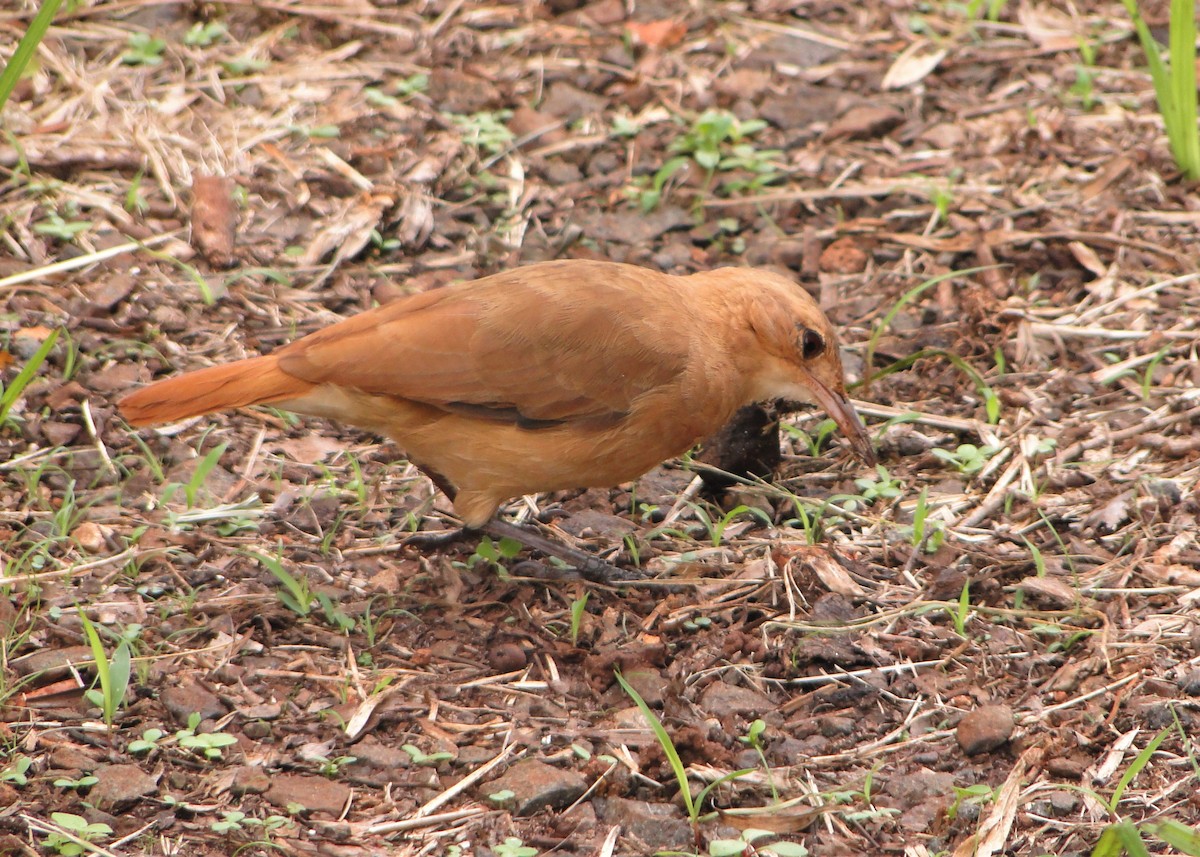 Rufous Hornero - ML250505521