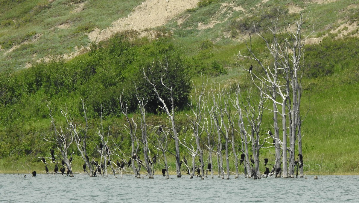 Cormoran à aigrettes - ML250505741