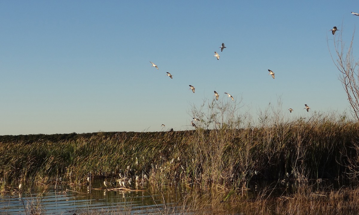 White Ibis - ML25050711