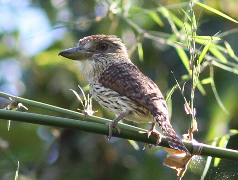 Eastern Striolated-Puffbird - Stephan Lorenz