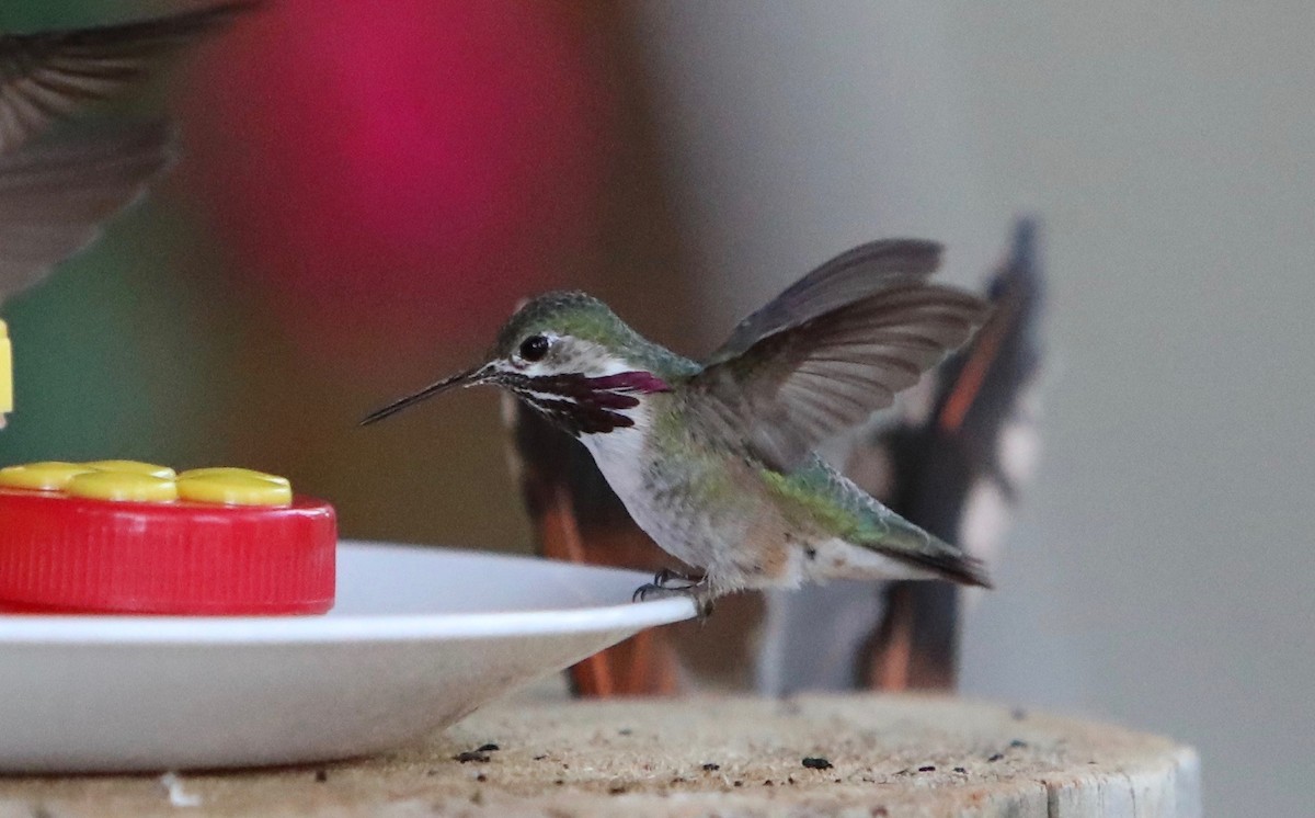 Calliope Hummingbird - ML250507531