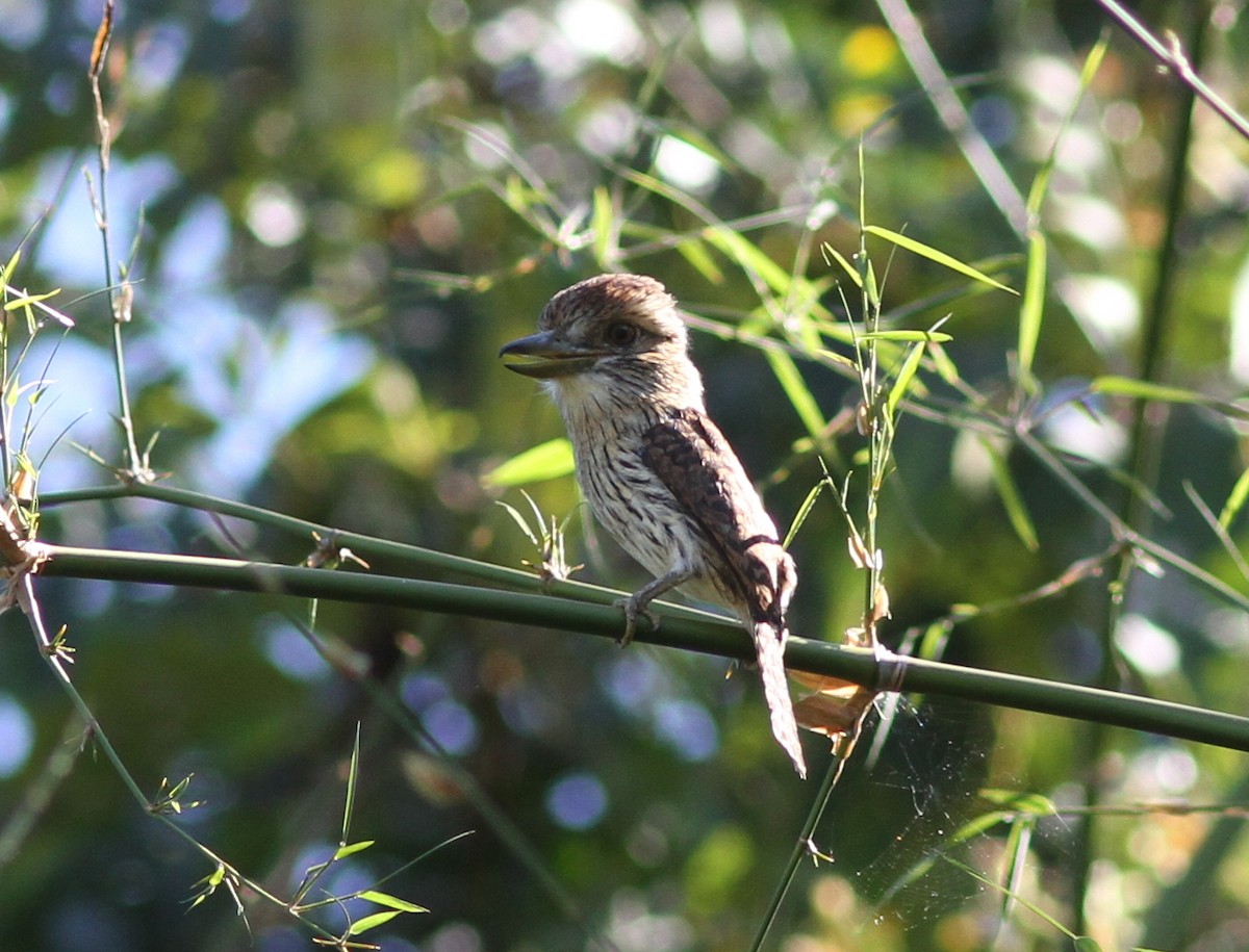 Eastern Striolated-Puffbird - ML250507561