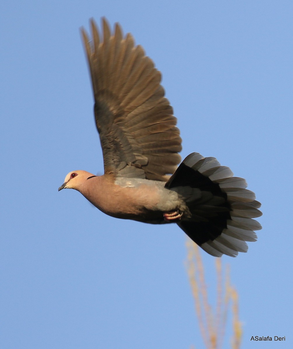 Red-eyed Dove - Fanis Theofanopoulos (ASalafa Deri)