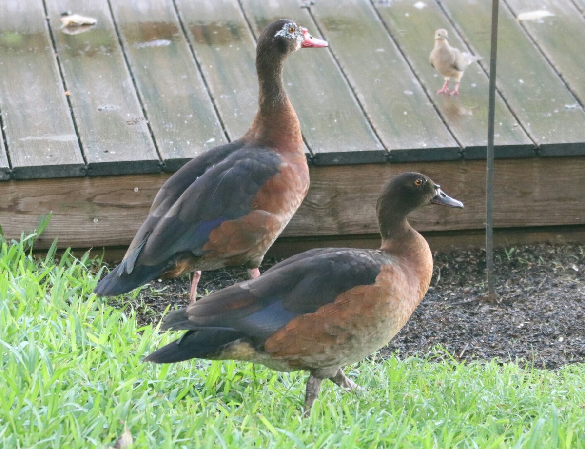 Egyptian Goose x Muscovy Duck (hybrid) - Philip Andescavage